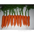 Хорошее качество Обыкновенная свежая морковь красного цвета
